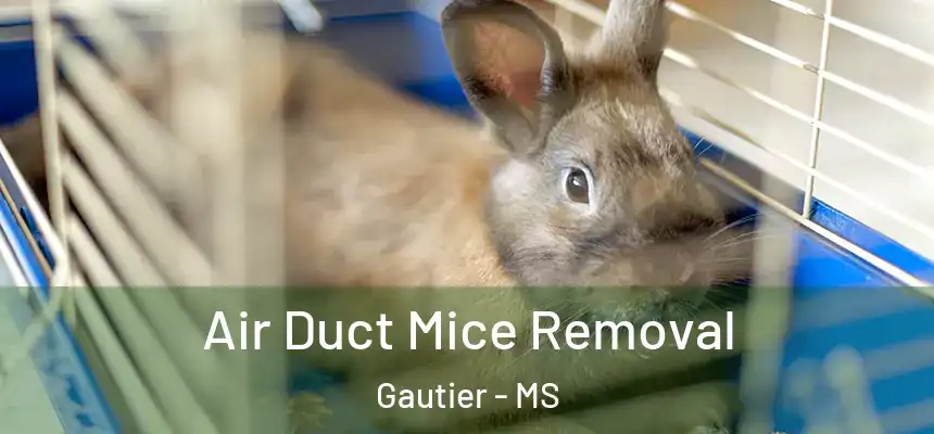 Air Duct Mice Removal Gautier - MS